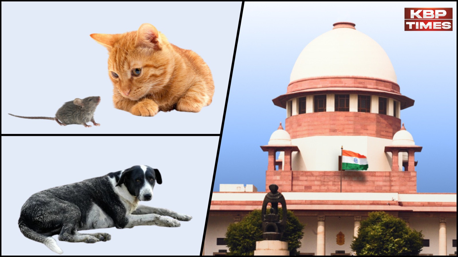 Supreme Court Hearing on Street Dogs