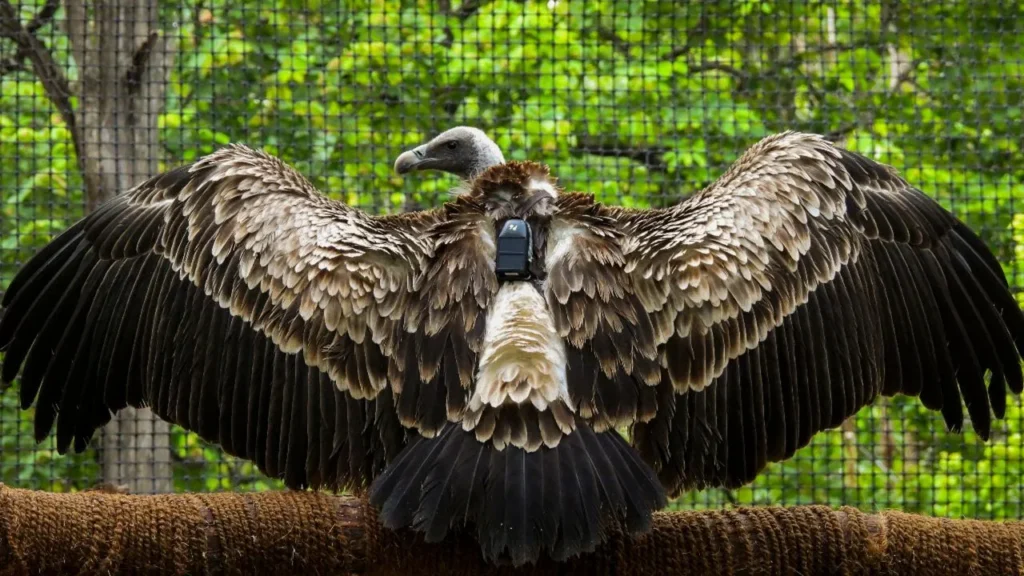 गिद्धों की घटती संख्या पर बड़ी पहल