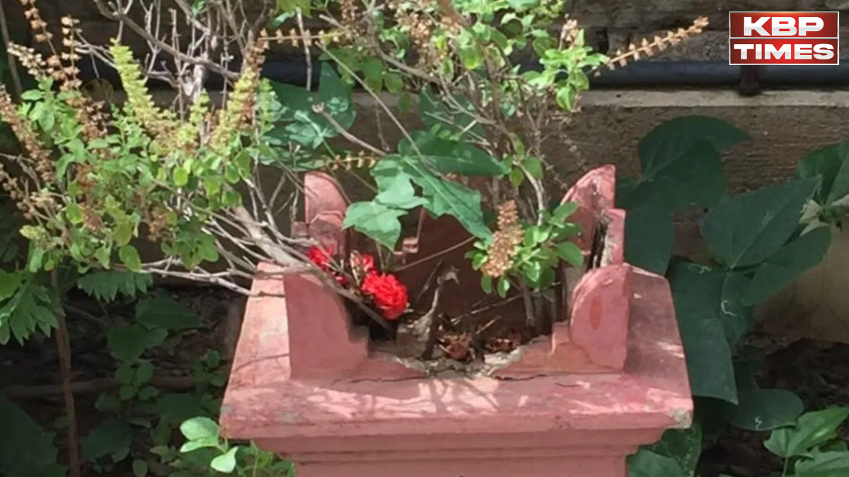Tulsi podha