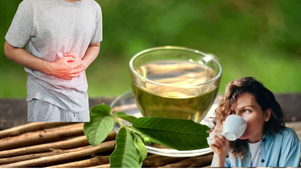 Guava leaf tea for gastric