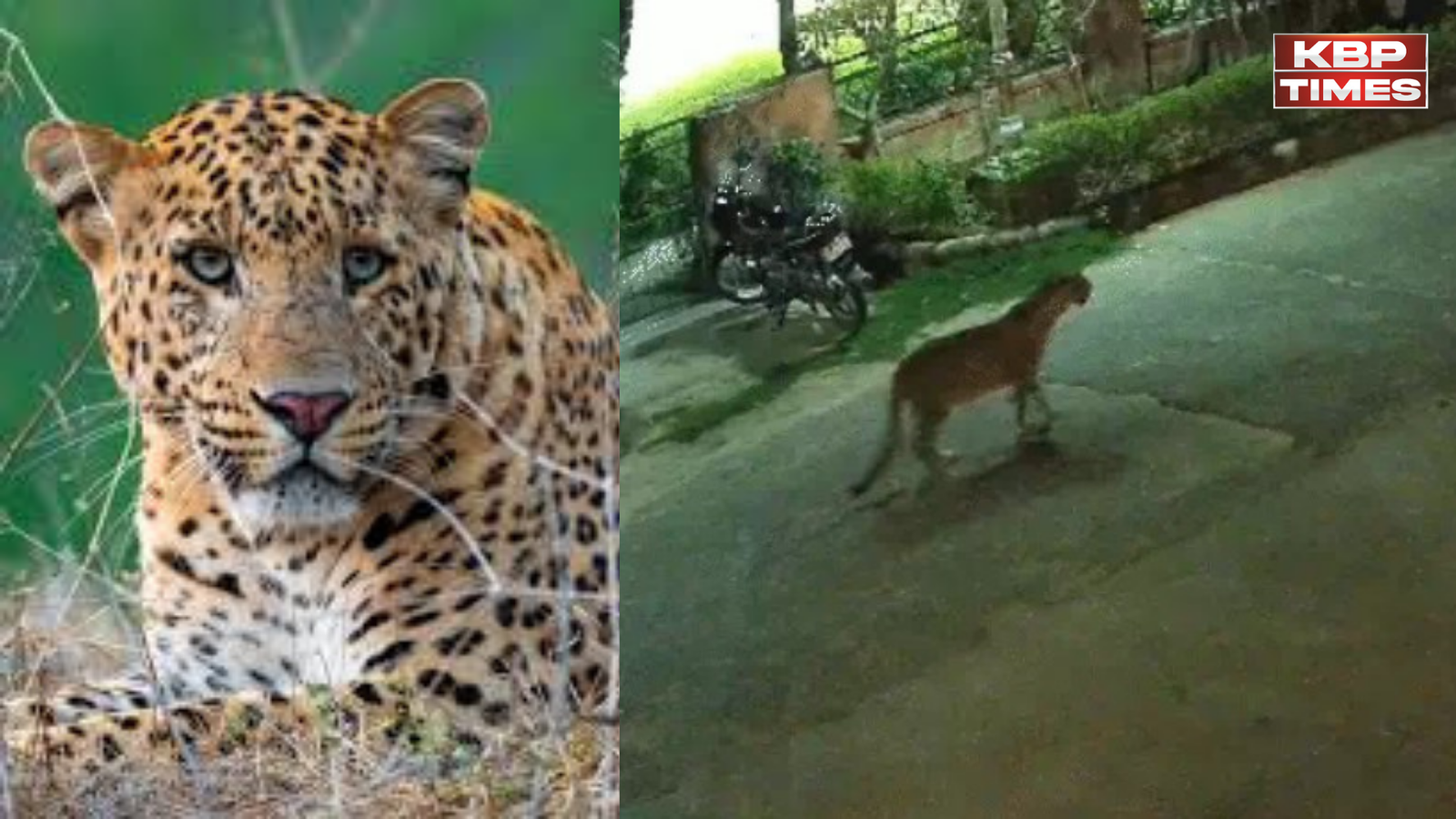 Leopard in Jaipur