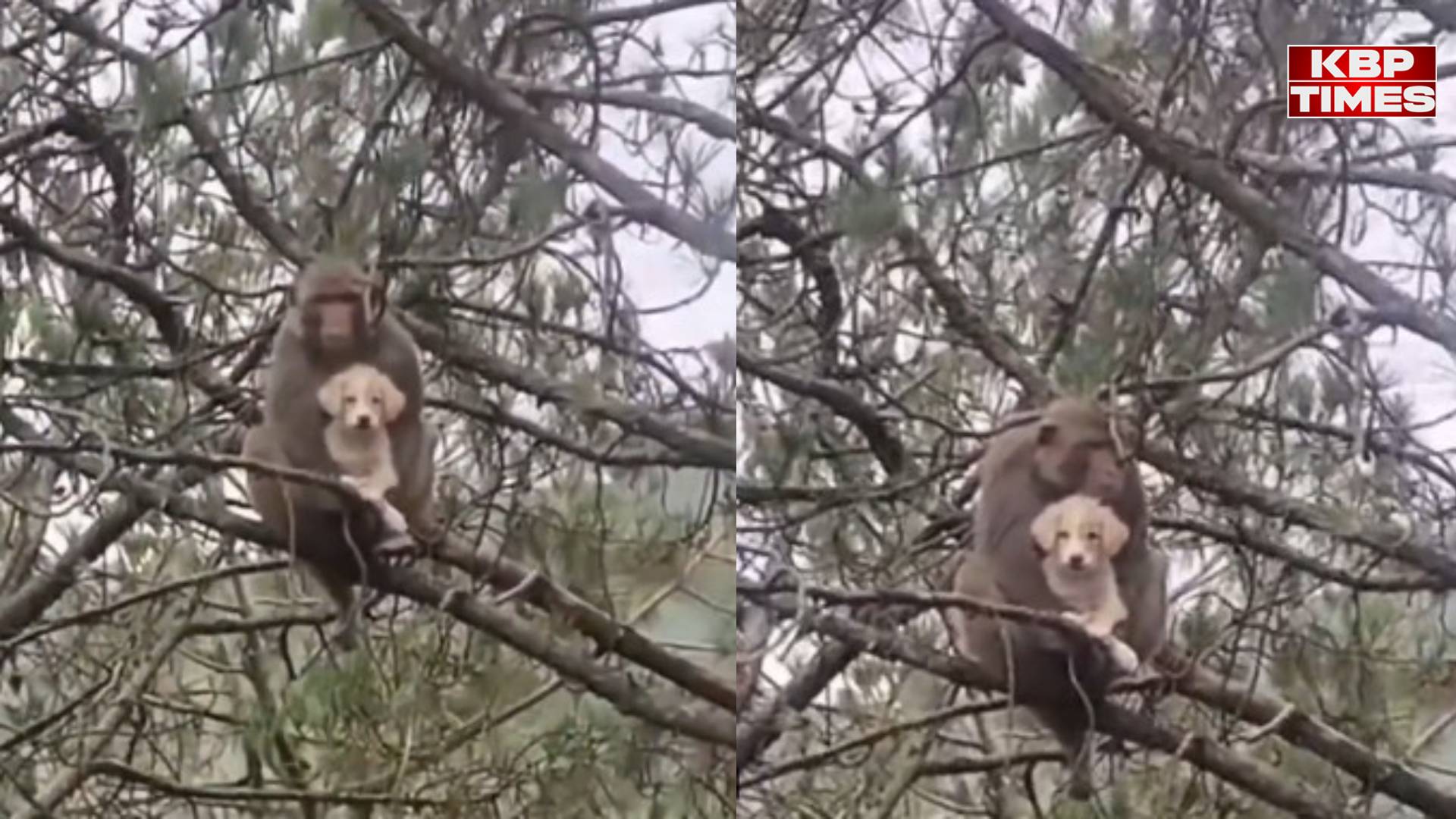 Monkey Carrying Puppy Viral Video