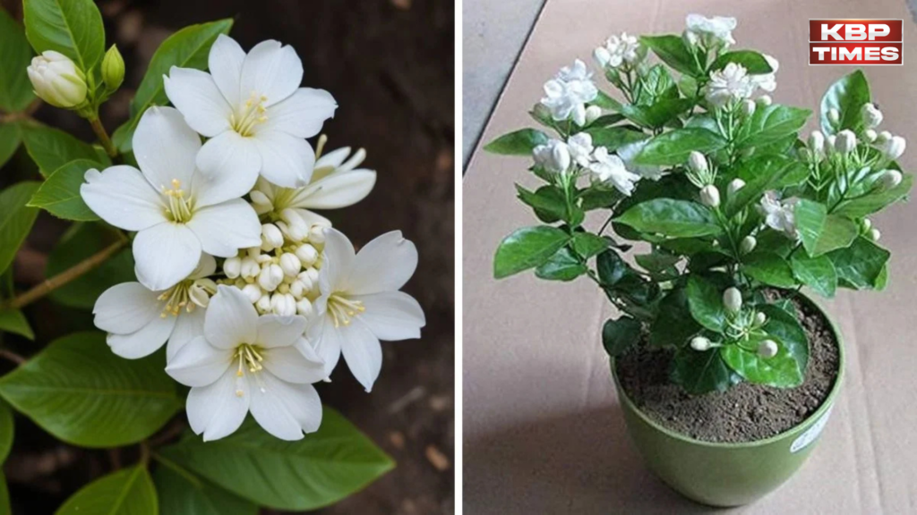 jasmine