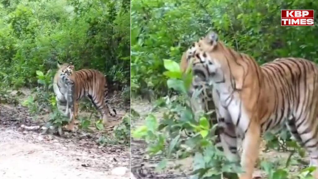 Tiger Viral Video