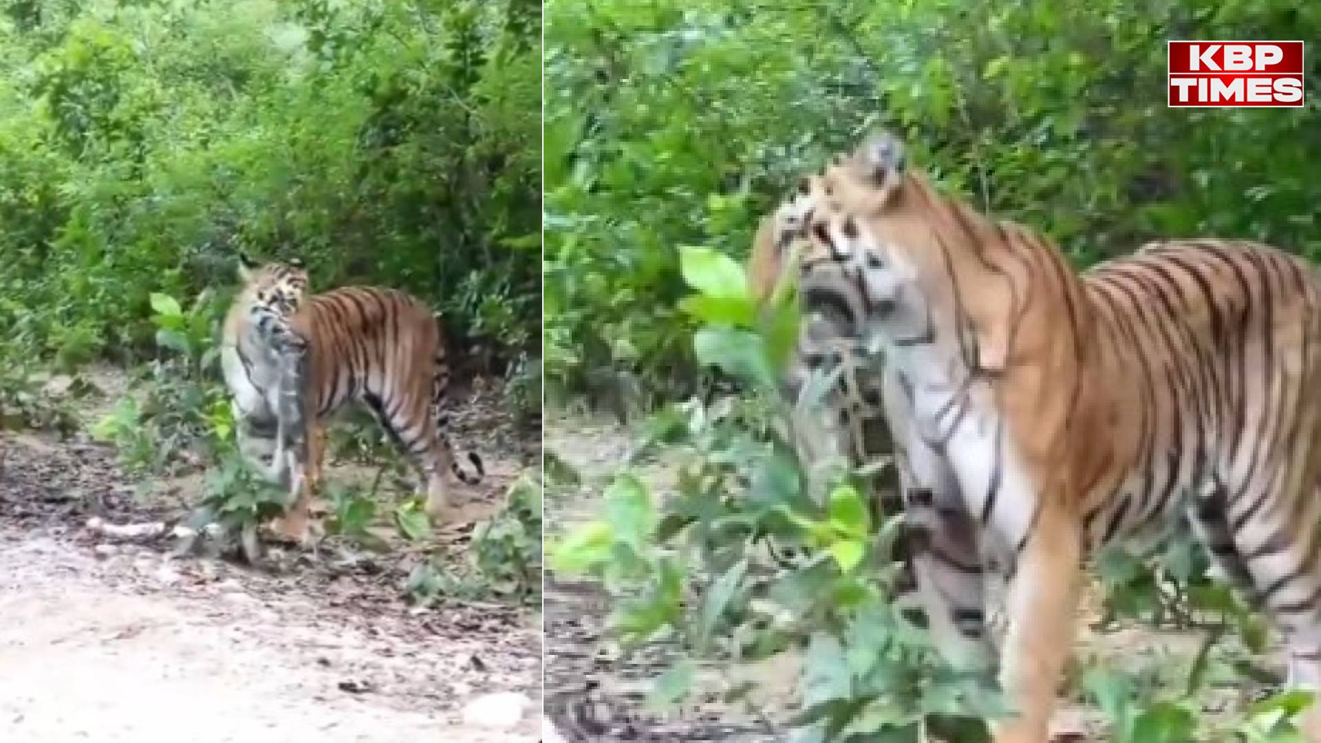 Tiger Viral Video