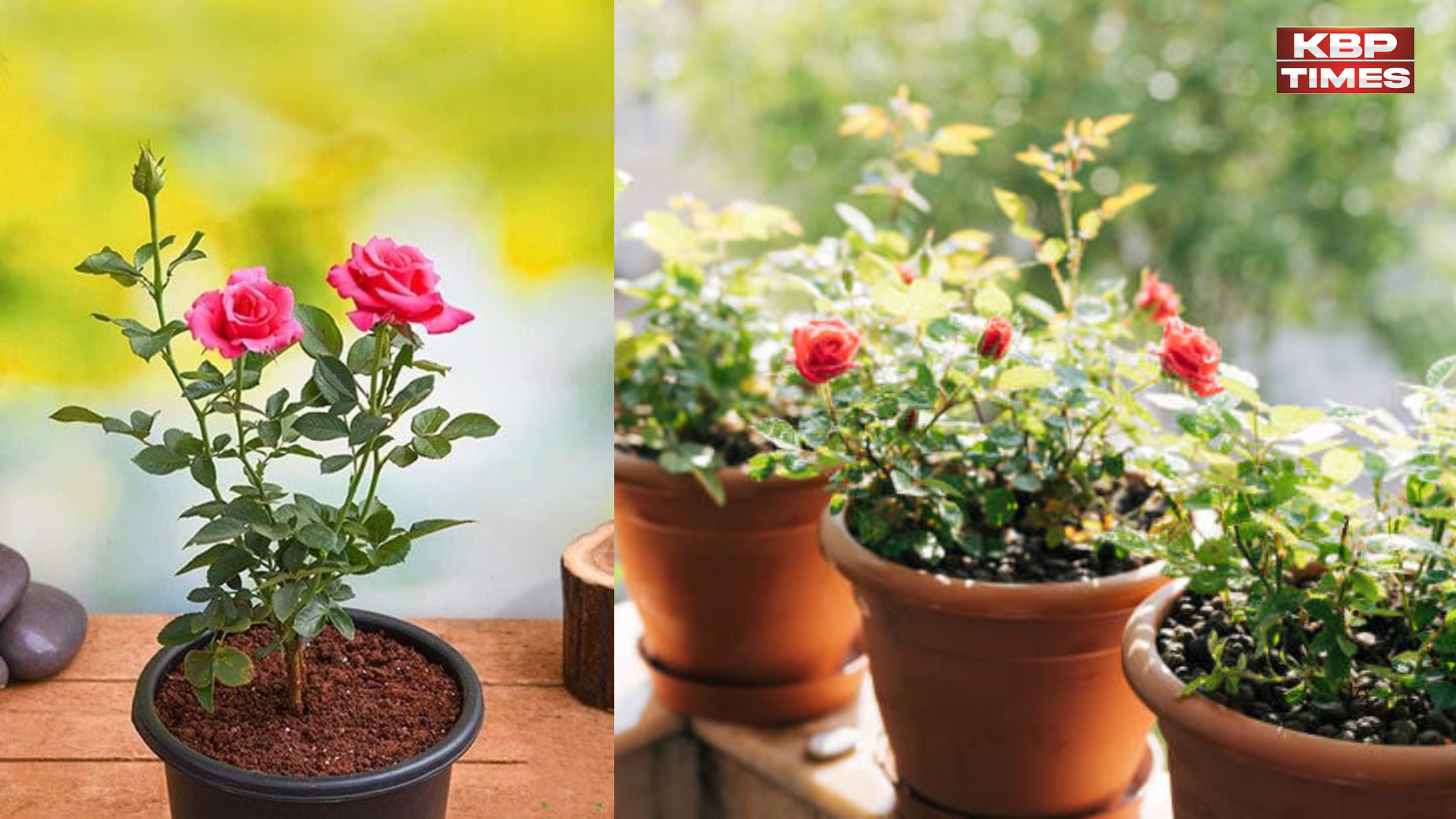 Rose Plants