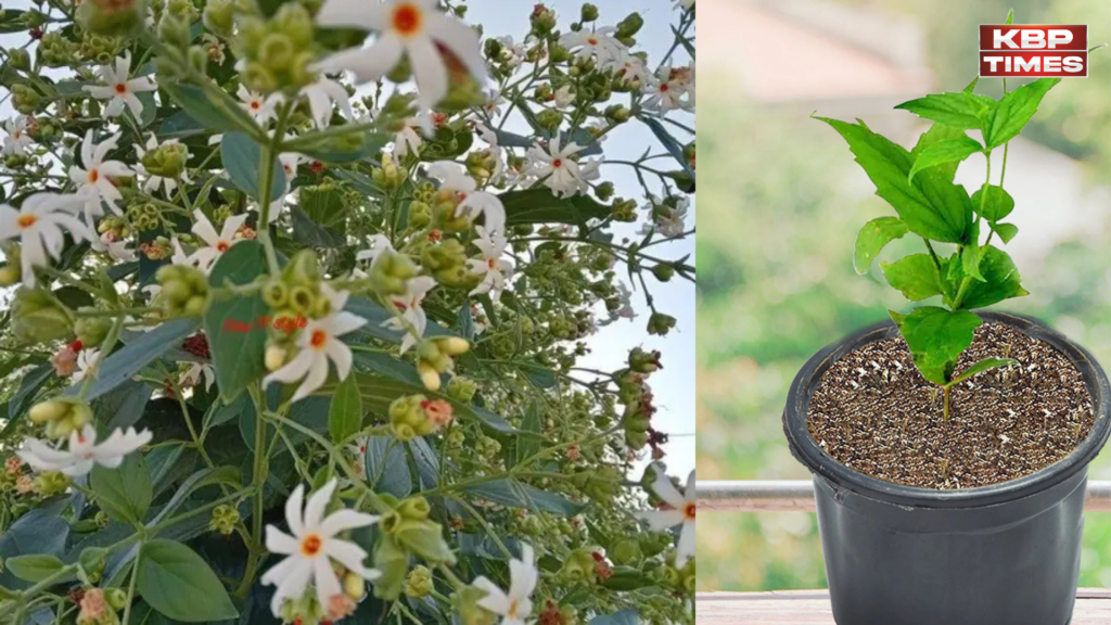 parijat plant