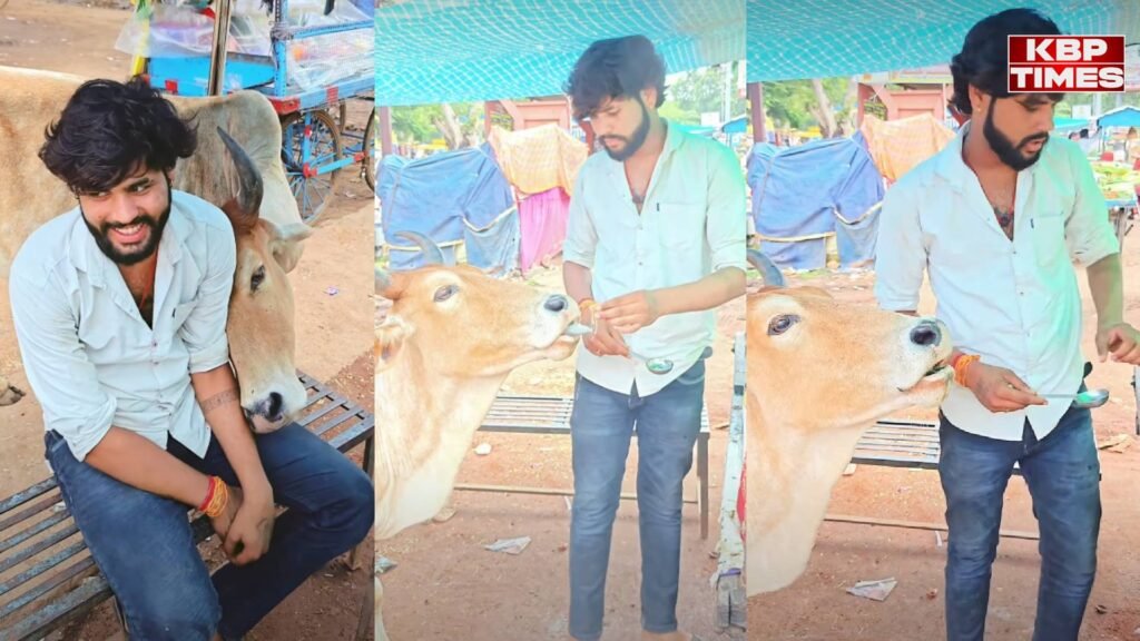 Cow Viral Video