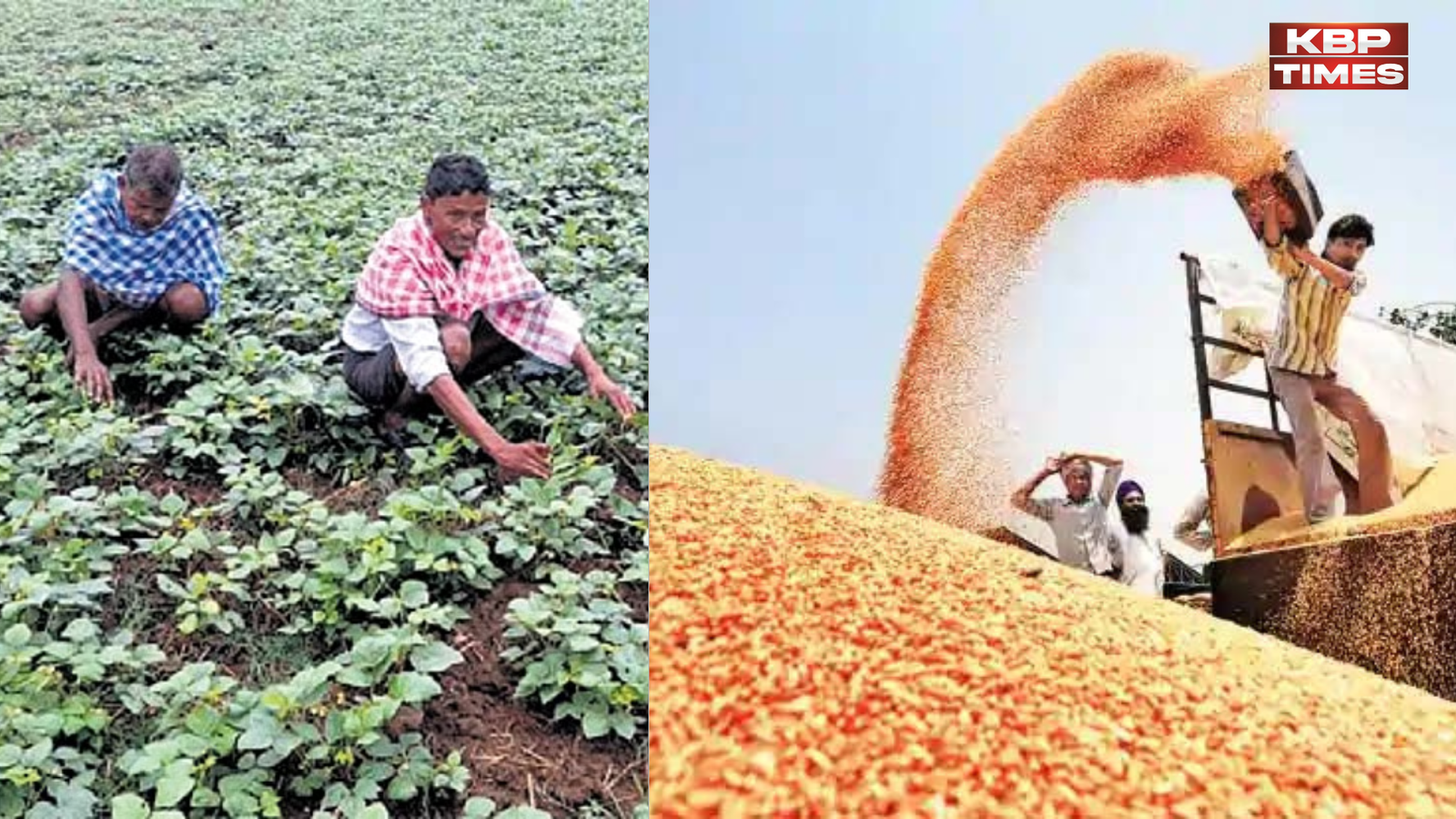 farmers and moong